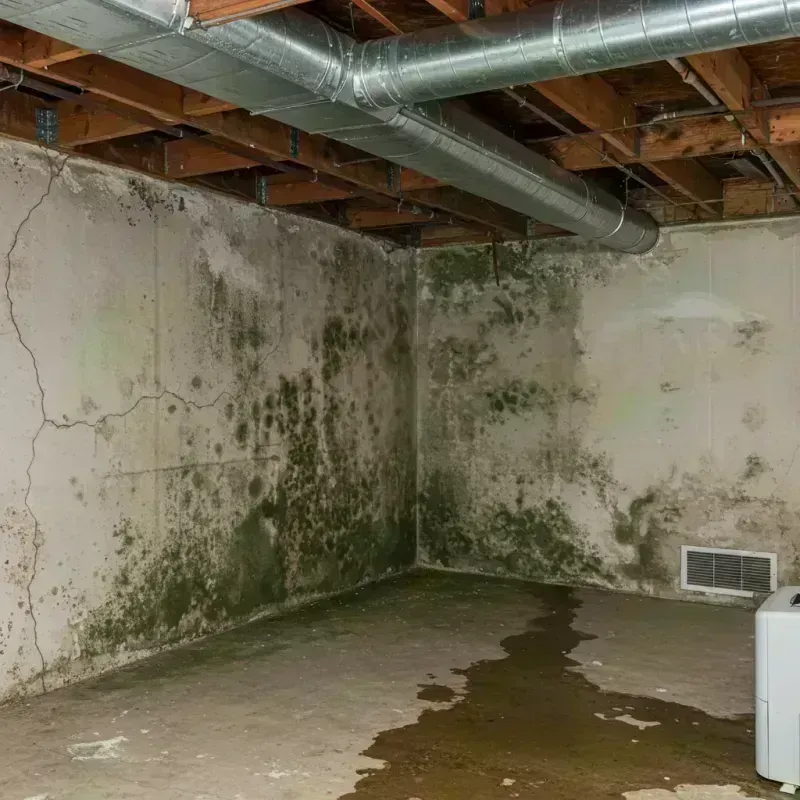 Professional Mold Removal in Bath County, KY